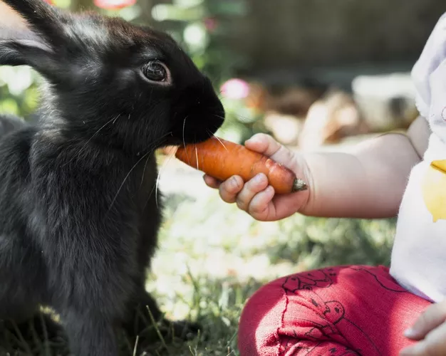 Vitamíny pro králíky jsou nezbytnou součástí jejich stravy. Králičí nemoci nemají šanci